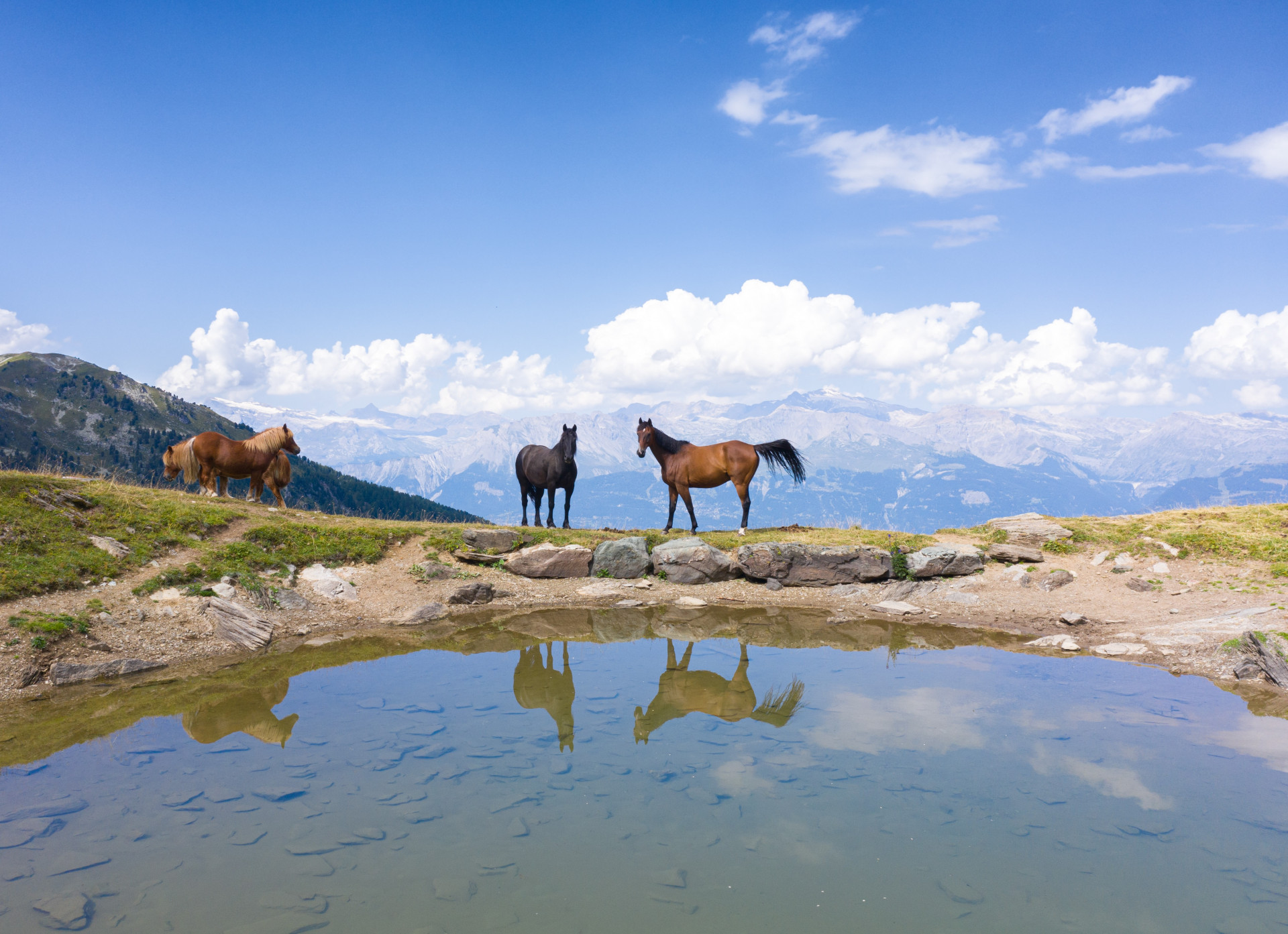 chevaux-dans-le-vallon-de-r-chy-10141220